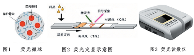 嘔吐毒素熒光定量檢測試紙條