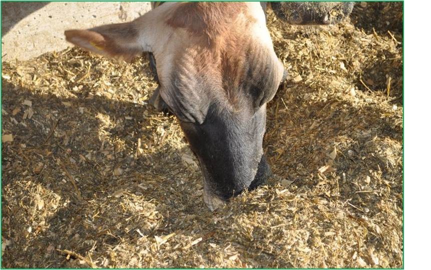 飼料中真菌毒素檢測(cè)試紙條