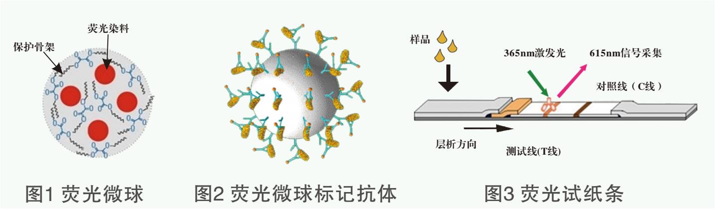 瘦肉精熒光定量快速檢測試紙條