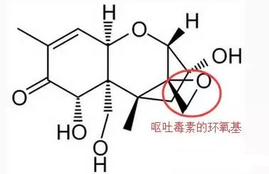 嘔吐毒素的毒性結(jié)構(gòu)