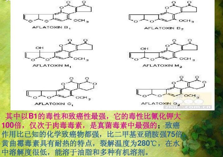  四、黃曲霉毒素的性質(zhì)