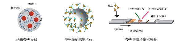 二甲戊靈熒光定量快速檢測卡/試紙條